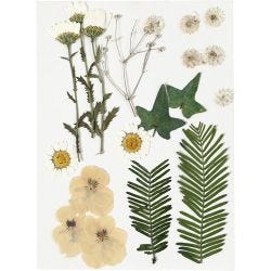 Torkade blommor och blad