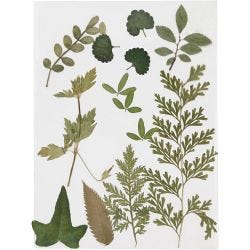 Torkade blommor och blad