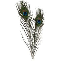 Påfågelfjädrar, L: 25-30 cm, 10st./ 1 förp.