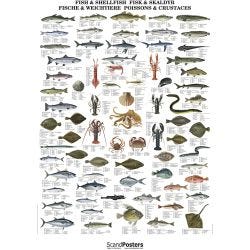 Undervisningsaffisch