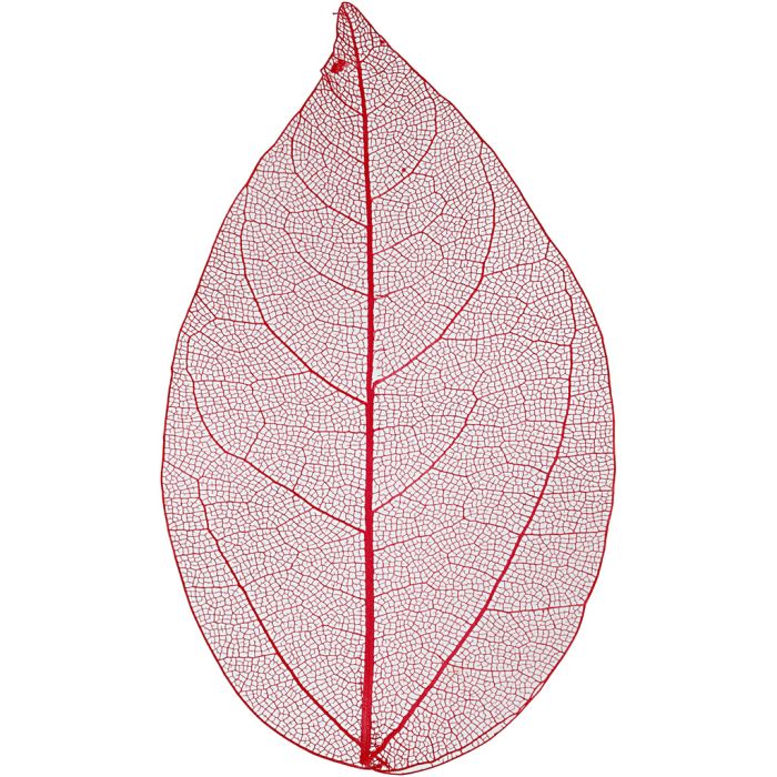 Skelettblad, L: 6-8 cm, röd, 20 st./ 1 förp.
