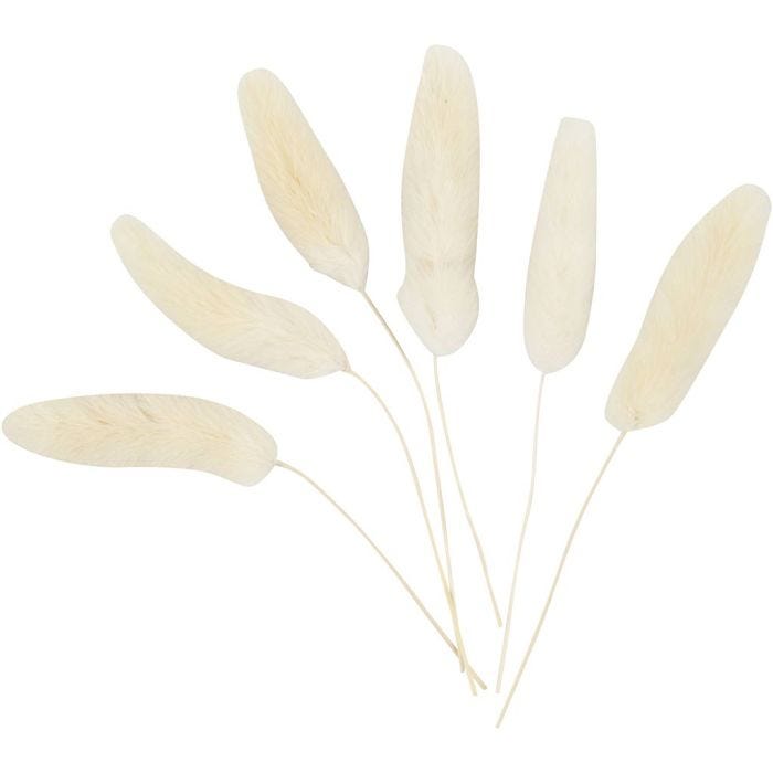 Harsvans-gräs, L: 3-7 cm, 6 st./ 1 förp.
