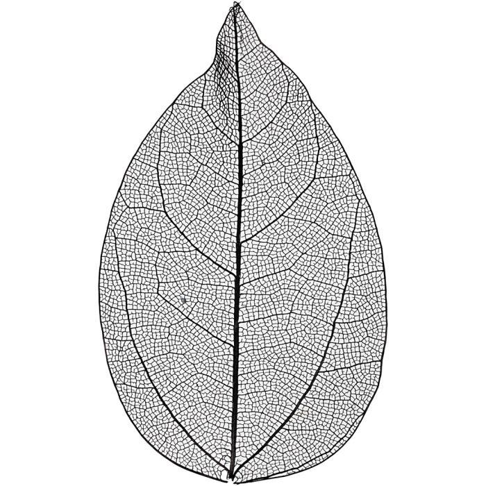 Skelettblad, L: 6-8 cm, svart, 20 st./ 1 förp.