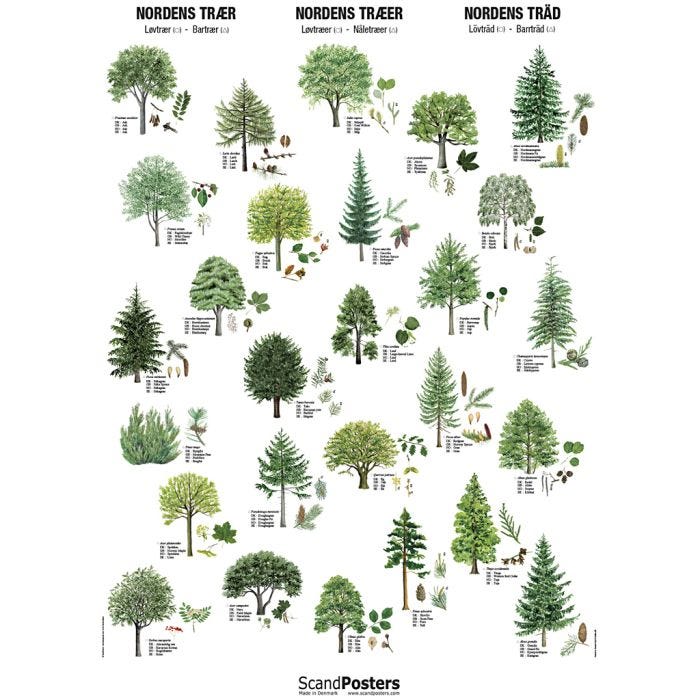 Undervisningsaffisch, Nordens träd, stl. 70x100 cm, 1 st.