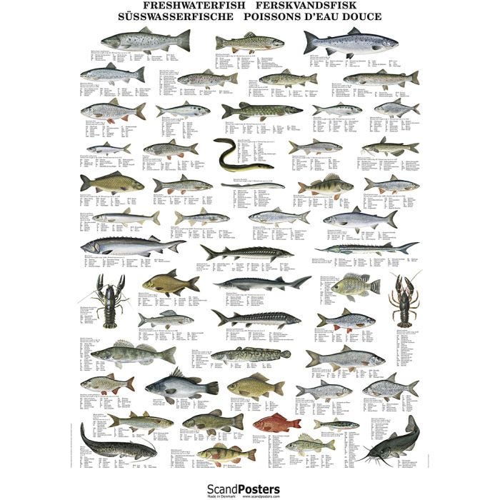 Undervisningsaffisch, Sötvattensfisk, stl. 70x100 cm, 1 st.