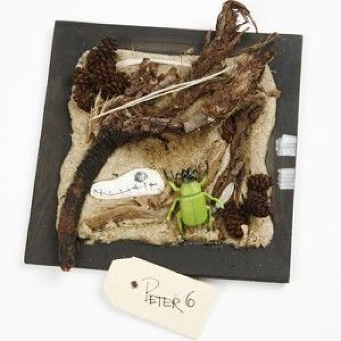 Skog och strand collage