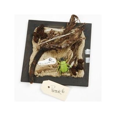 Skog och strand collage