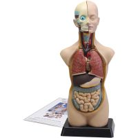 Anatomimodell unisex, stl. 50 cm, 11 delar/ 1 set, 11 delar